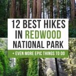 Best Hikes in Redwood National Park pinterest pin