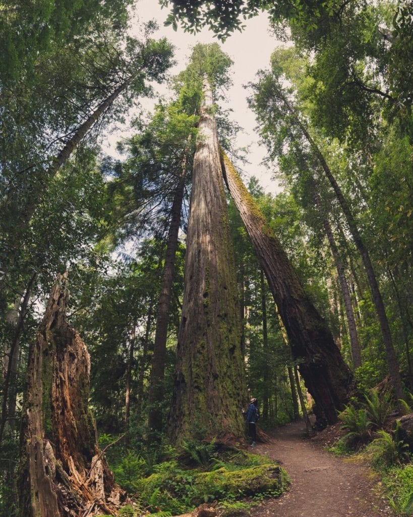 Tall Tree Grove in Redwood National Park amongst the redwood trees