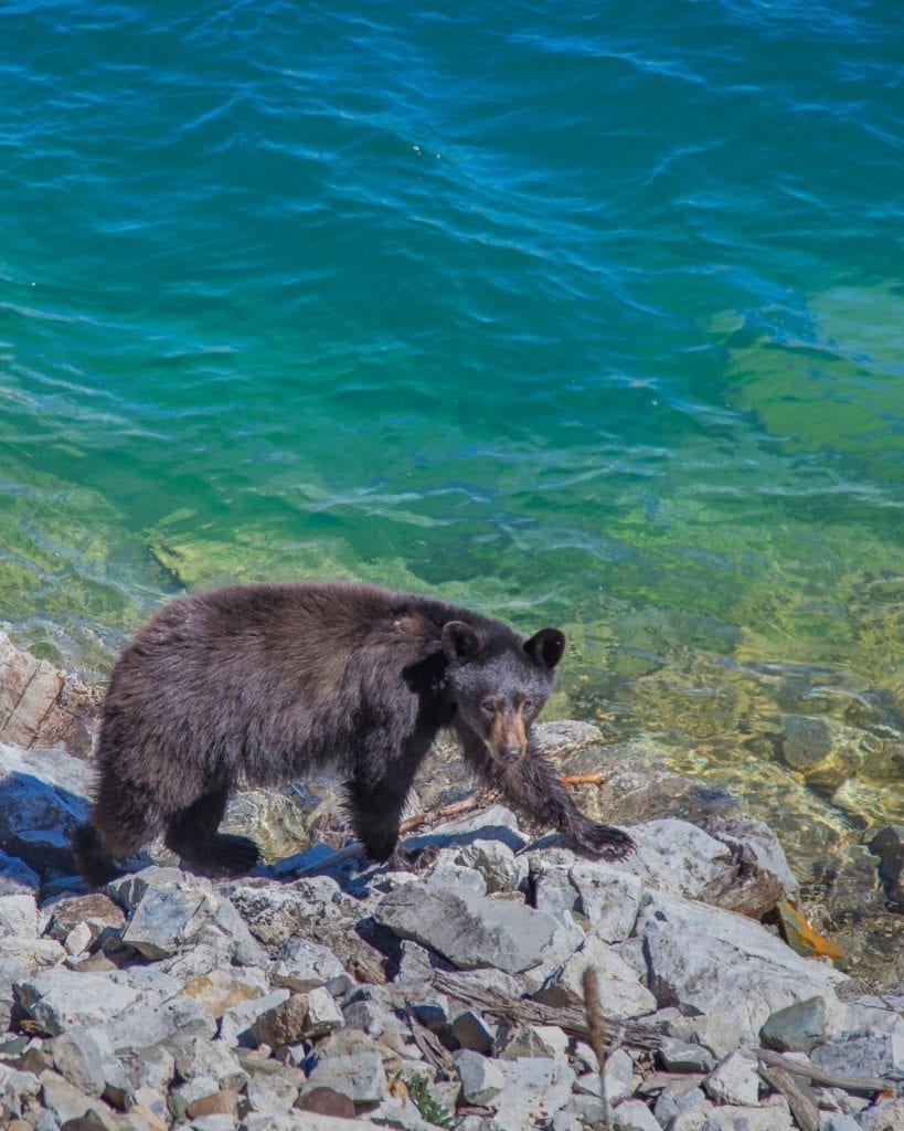 A black bear next to Lake McDonald in Glacier National Park