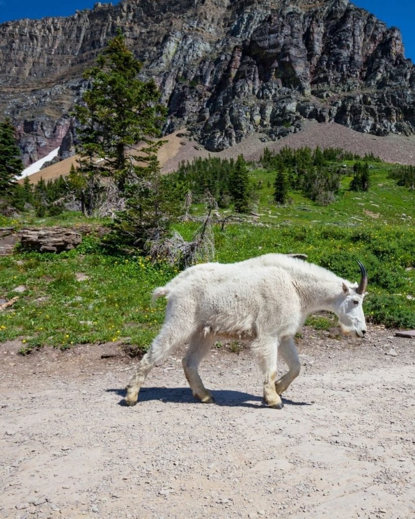 A mountain goat walks along a trail in Glacier National Park.