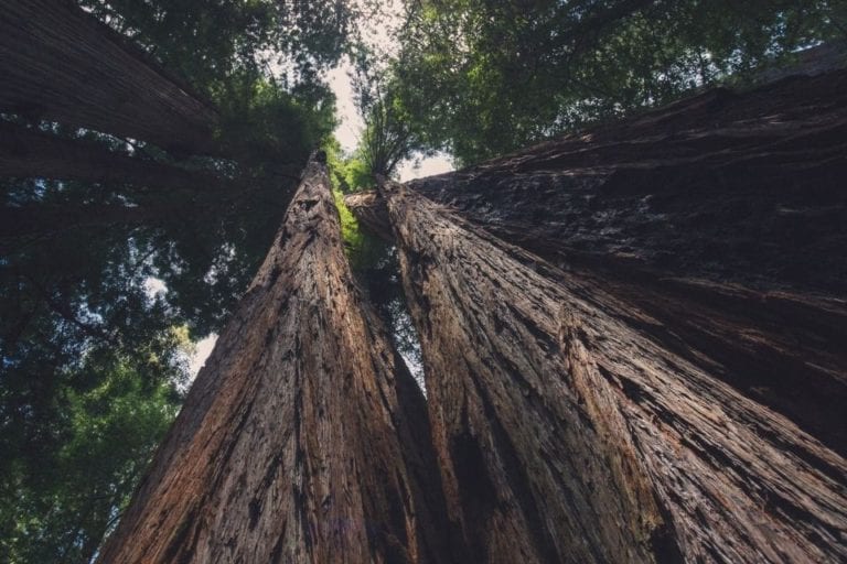 Looking up at tall redwood trees in the Avenue of the Giants in Northern California