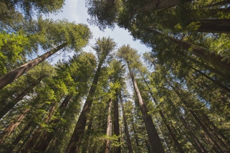 Looking up at tall redwood trees and a blue sky in Humboldt Redwoods State Park in California