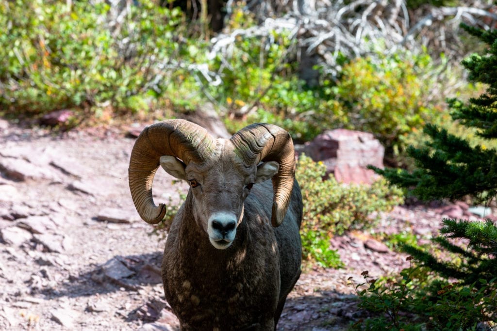 A bighorn sheep stands on the Highline Trail in Glacier National Park.