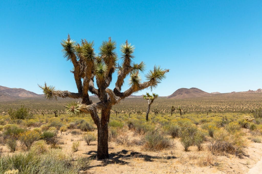 A lone Joshua Tree stands out against the low, dry brush on Geology Tour Road in Joshua Tree National Park in California