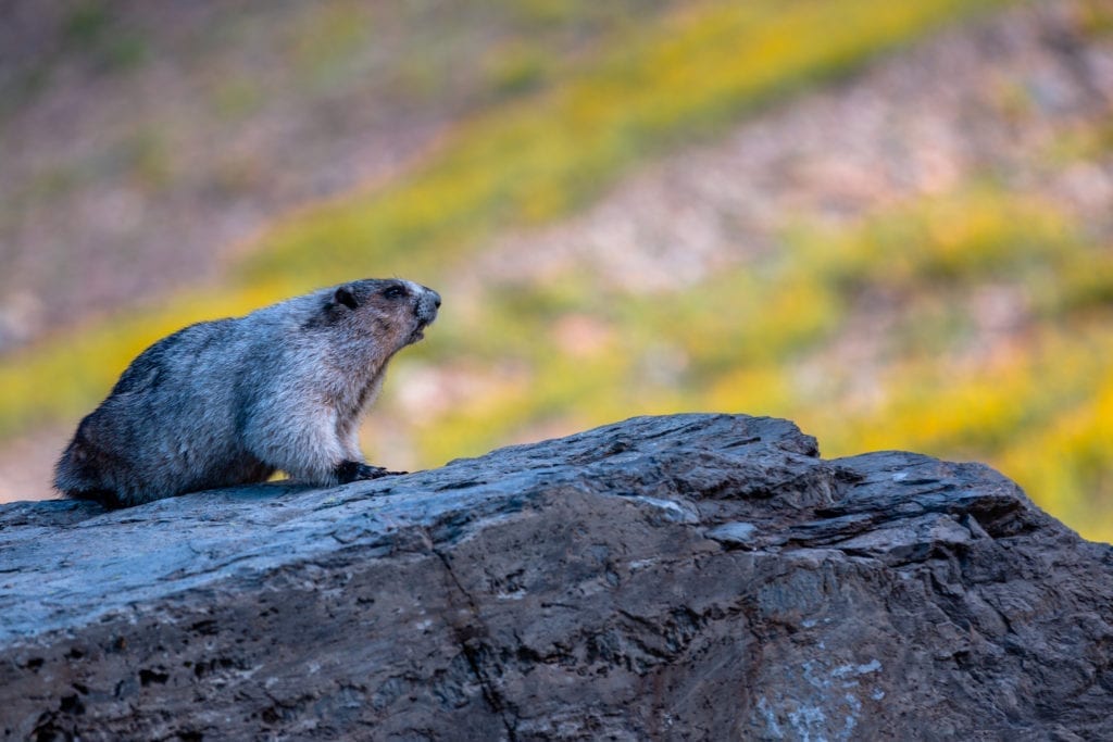 A marmot sits on a rock in Glacier National Park.