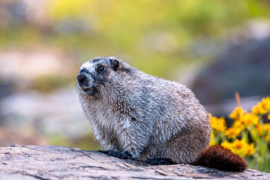 A marmot sits on a rock in Glacier National Park.