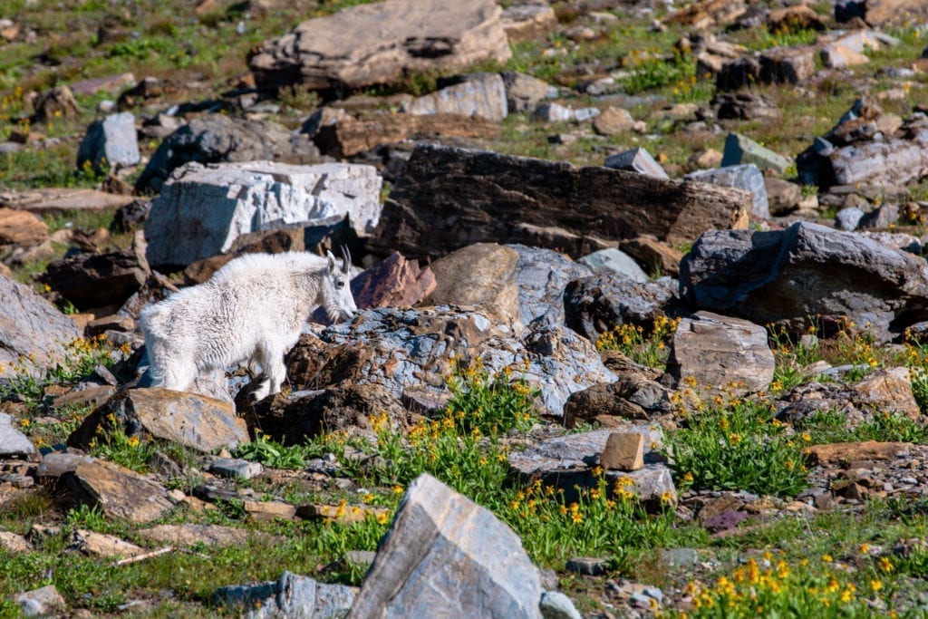 A mountain goat crosses the field along the Highline Trail.