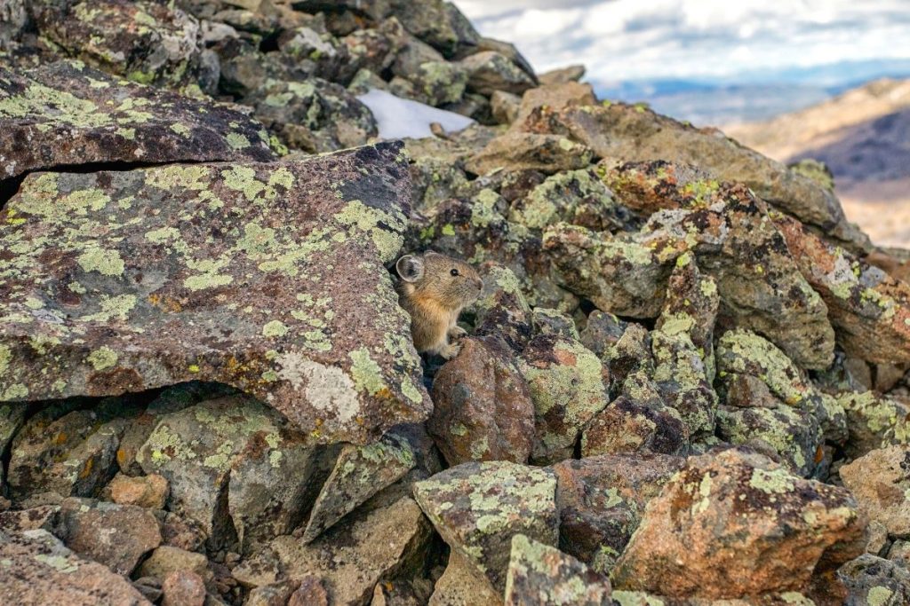 Pika on the Avalanche Peak Trail in Yellowstone