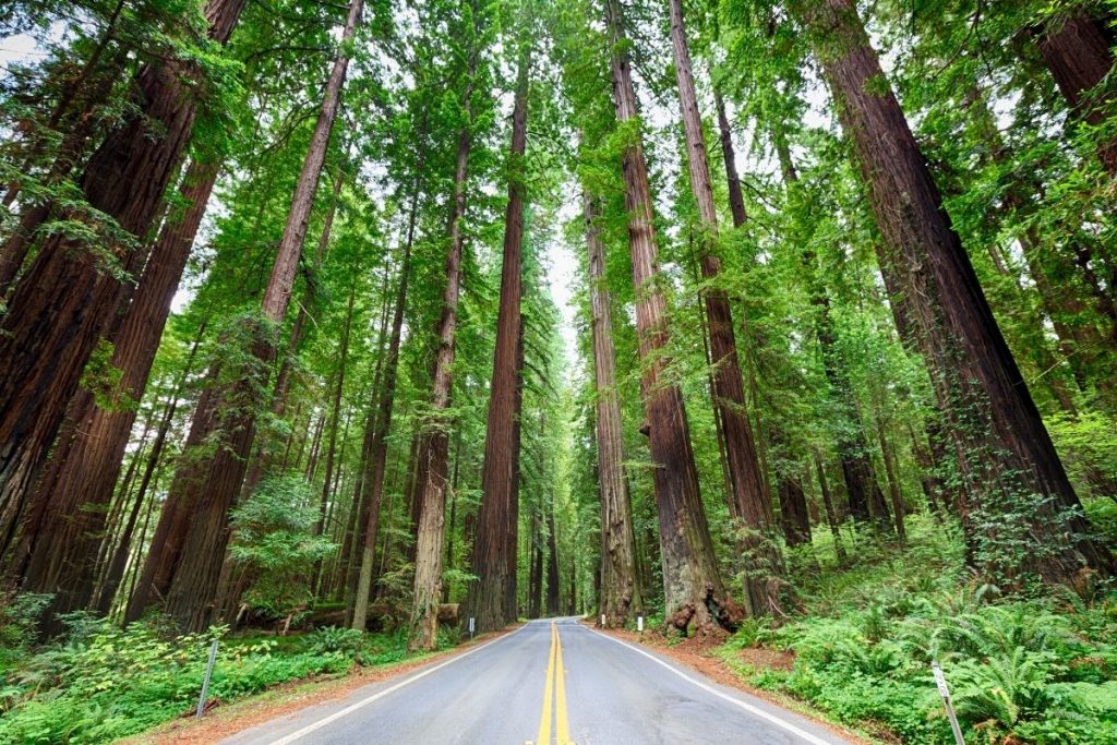 Avenue of the Giant in Humboldt Redwoods State Park