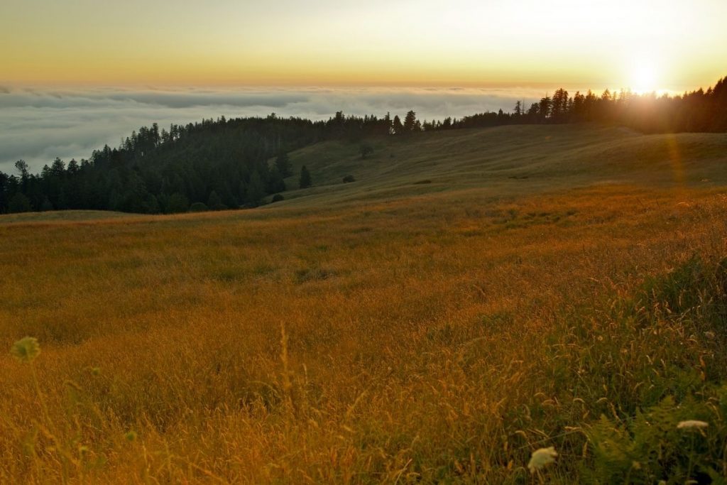 Bald Hills Road in Redwood National Park