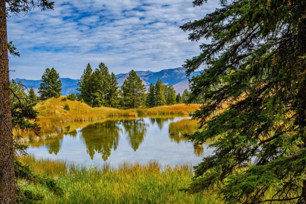 Beaver Ponds Loop Trail in Yellowstone