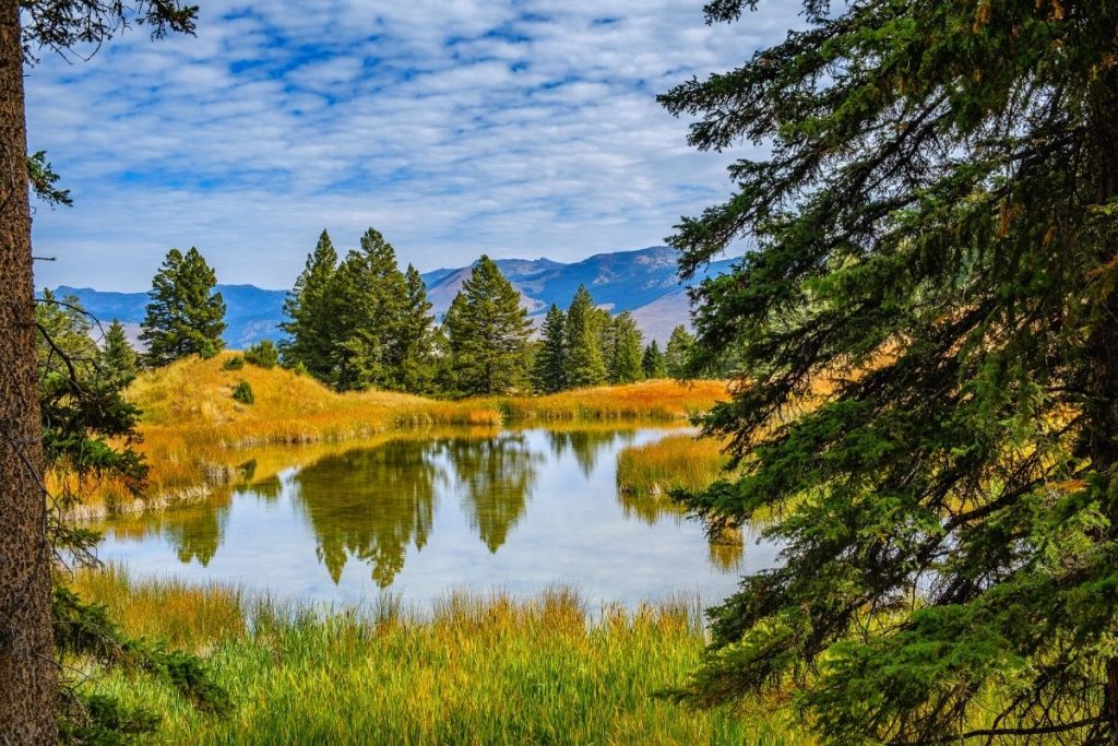 Beaver Ponds in Yellowstone