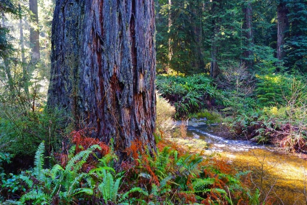 Big Tree Wayside Hike in Redwood National Park