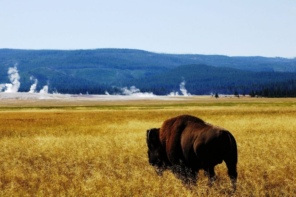 Bison in a field in Yellowstone National Park