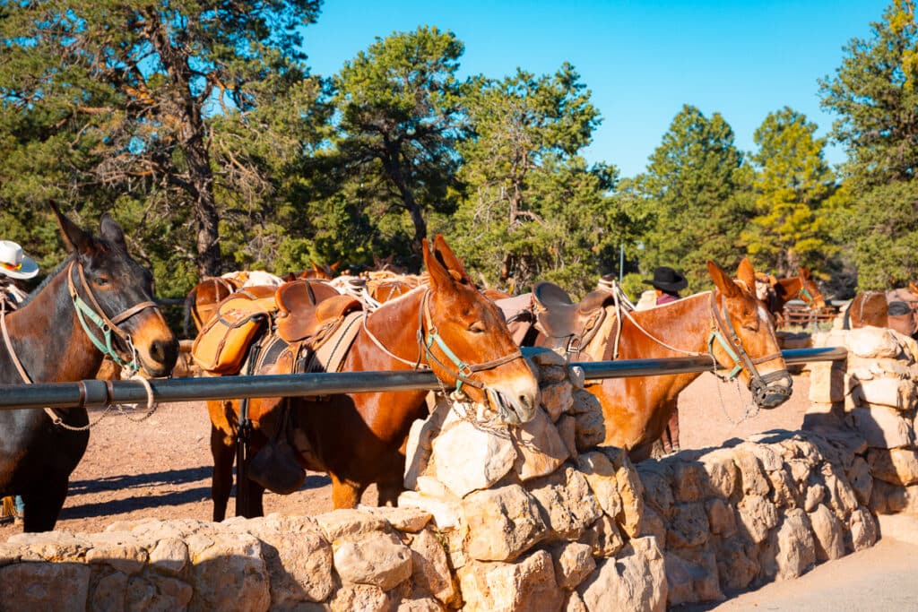 Mules in corral at Bright Angel Trailhead in Grand Canyon National Park South Rim