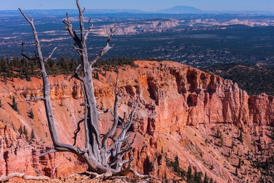 Bristlecone Loop Hike in Bryce Canyon