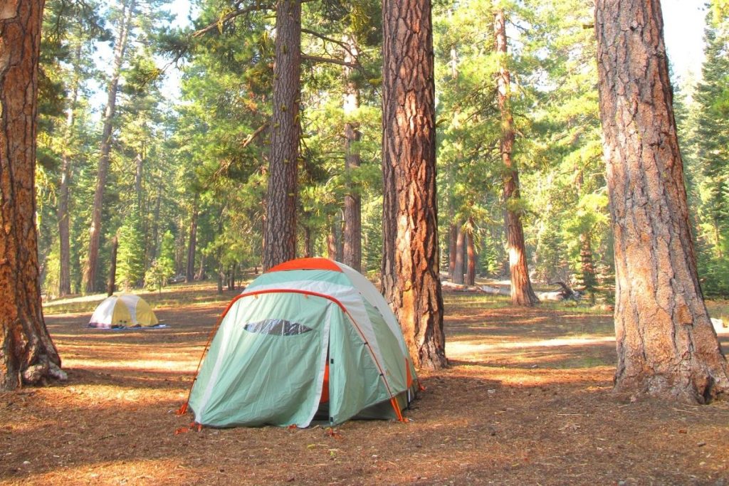 Tent amongst redwood trees in campground