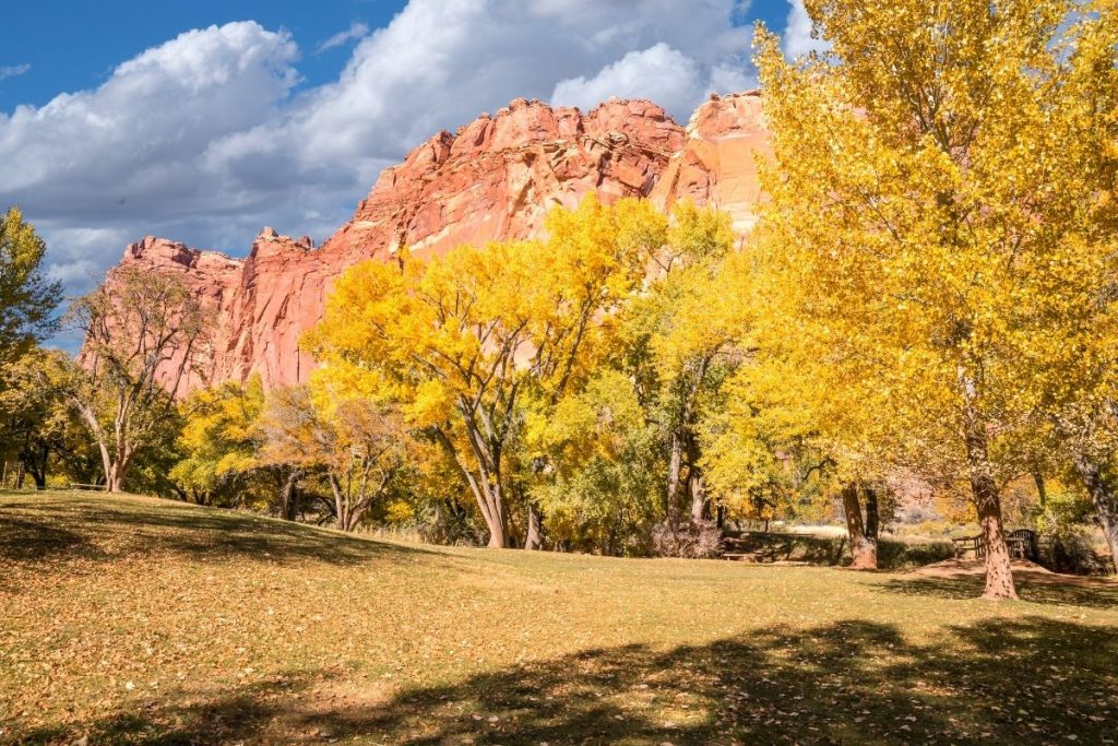 Fruita Orchard trees turning yellow during fall in Capitol Reef National Park