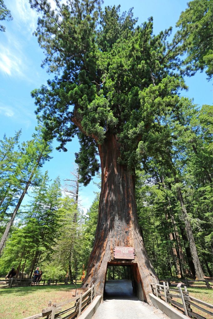 Chandelier Drive-Thru Tree near Redwood National Park