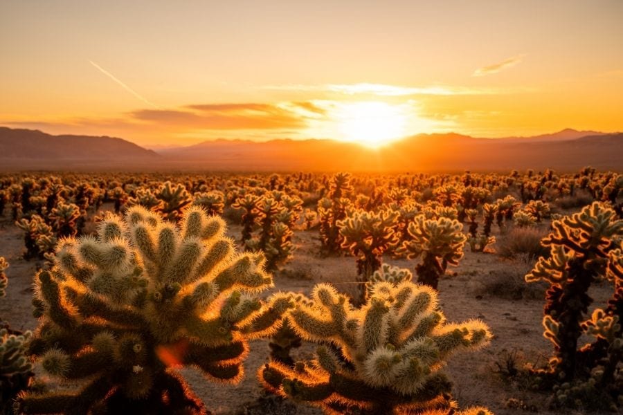 Sun glows behind a field of Cholla Cactus in Joshua Tree