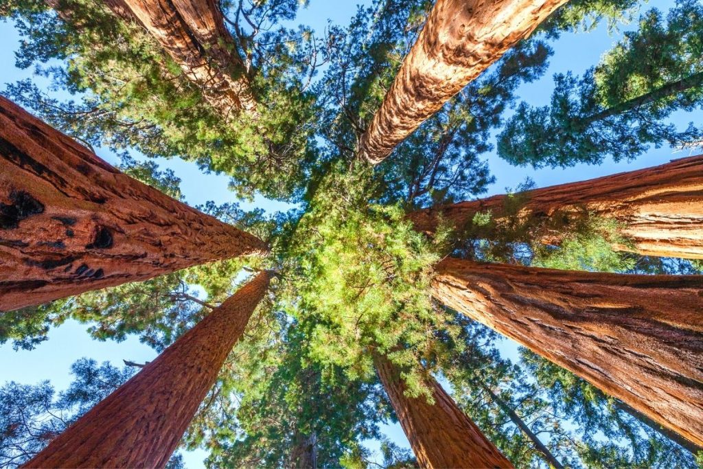 View of the sequoias on the Congress Trail in Sequoia National Park