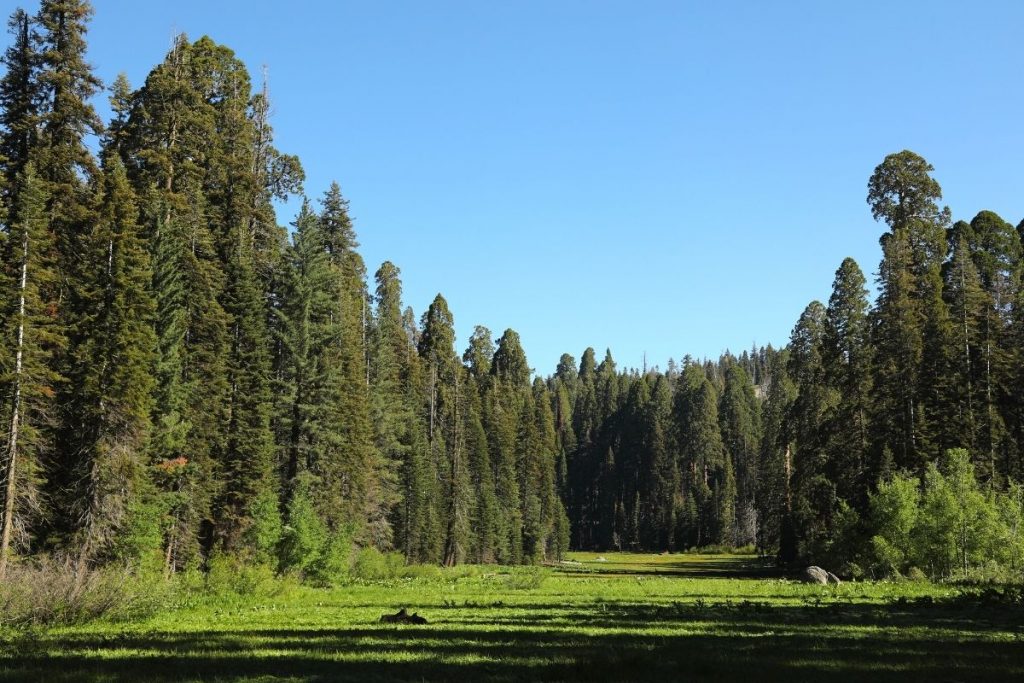 Sequoia tree-lined Crescent Meadow in Sequoia National Park