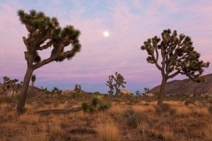 Sunset seen on a day trip to Joshua Tree National Park