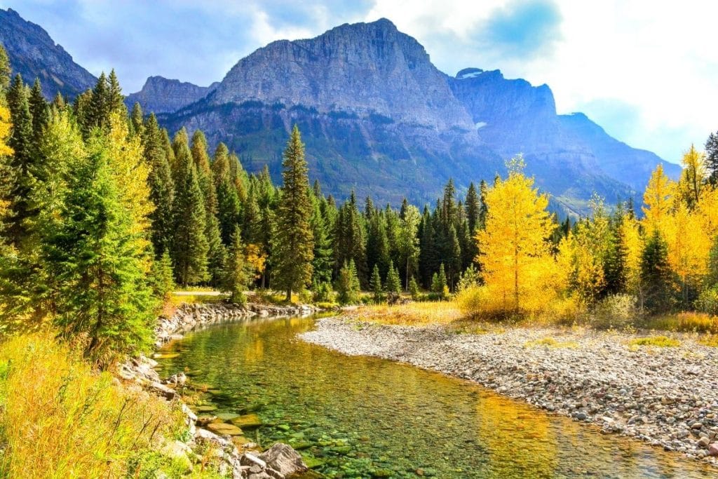 Yellow trees in the fall in Glacier National Park