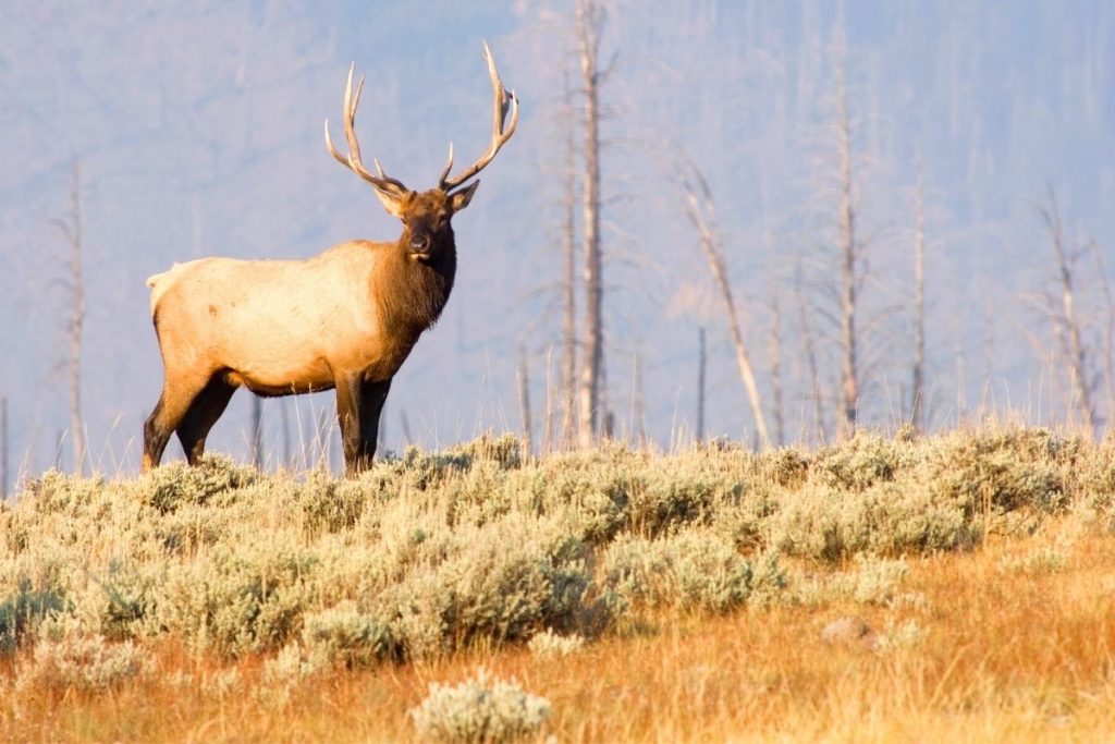 Bull elk atop a hill during rutting season in Yellowstone