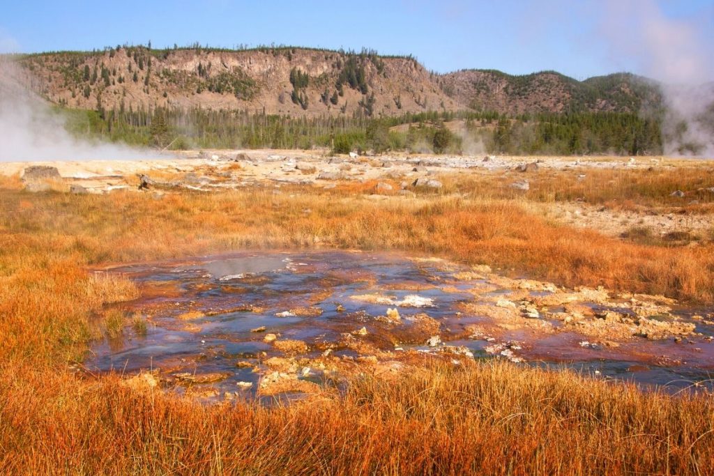 Hot springs in a golden brown meadow in Yellowstone