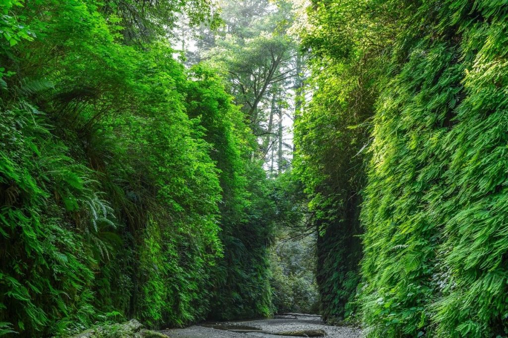 Fern Canyon in Redwood National Park