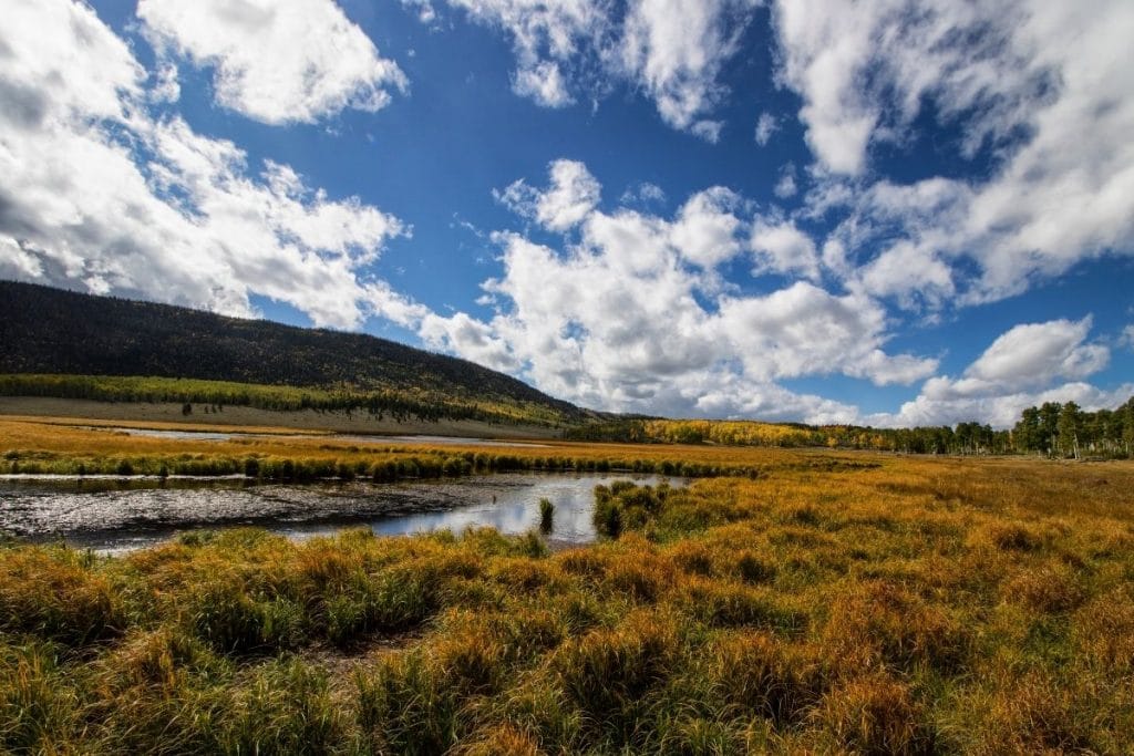 Pond and brush in Fishlake National Forest