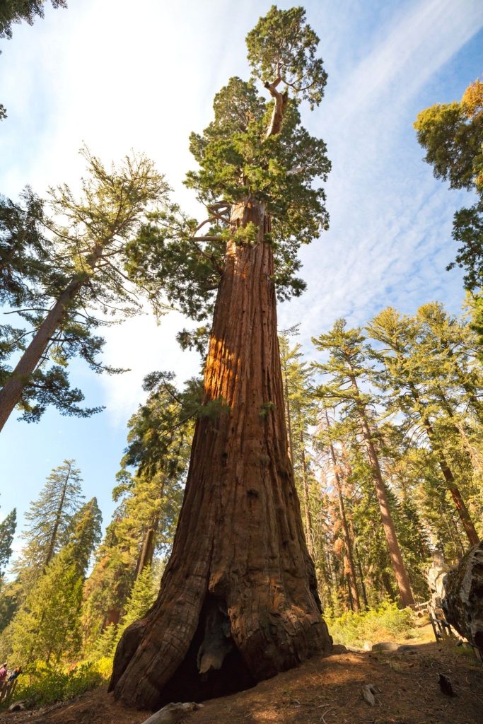 General Grant Tree, one of the best hikes in Kings Canyon National Park