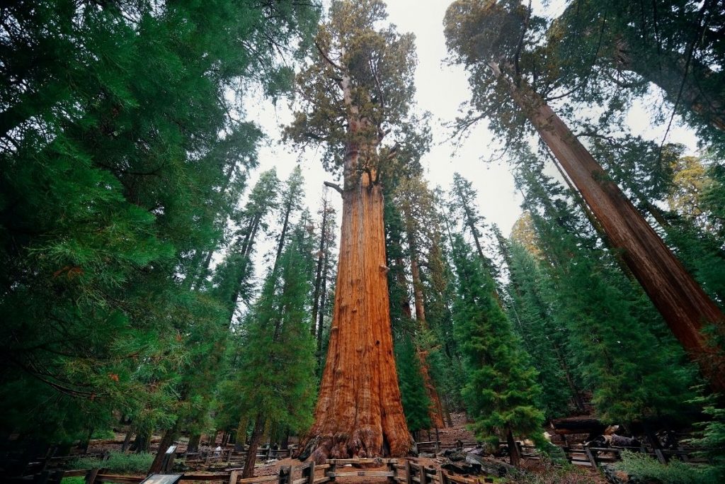 General Sherman Tree Trail in Sequoia National Park