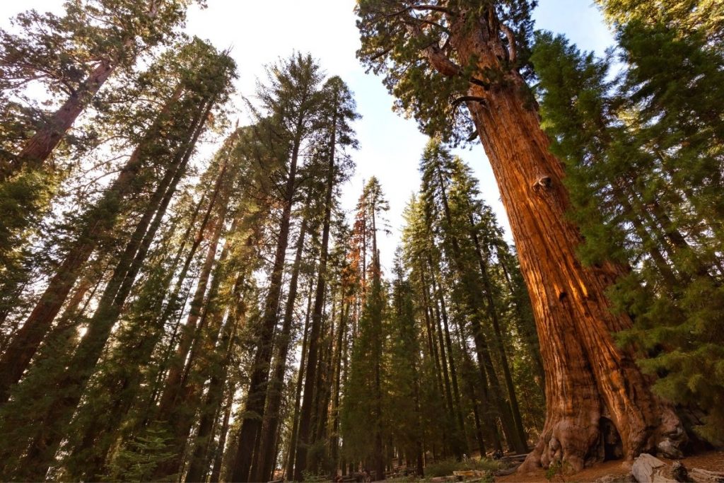 Giant Forest Hike in Sequoia National Park