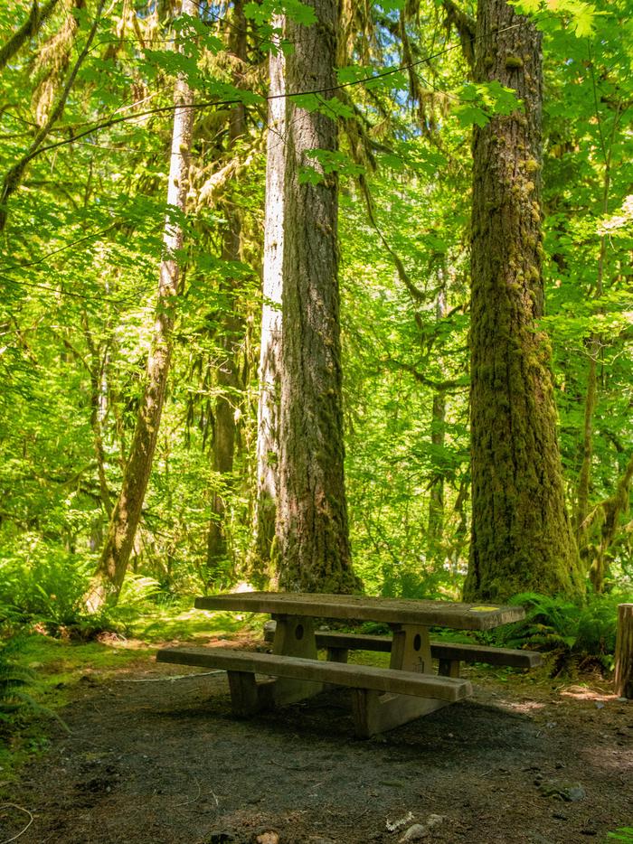 Picnic table at Graves Creek Campground in Olympic National Park