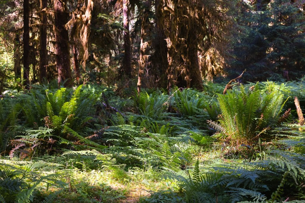 Ferns on Hall of Mosses Trail in Olympic National Park