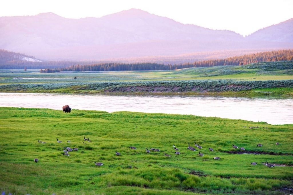 Bison grazes in a field in Yellowstone's Hayden Valley