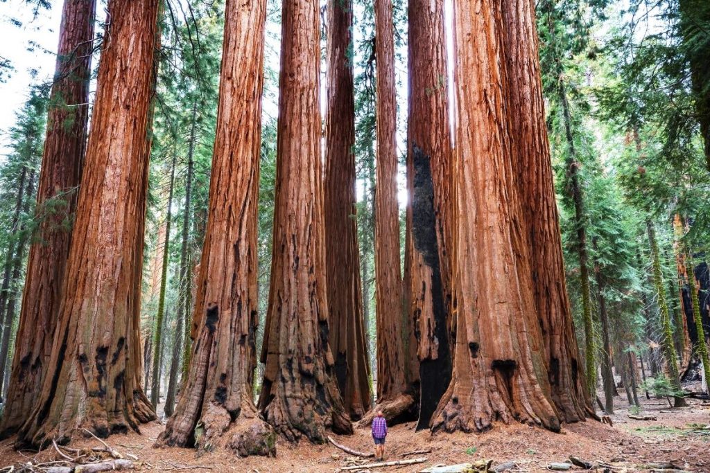 Hiker looking up at the giant sequoias on a hike in Sequoia National Park