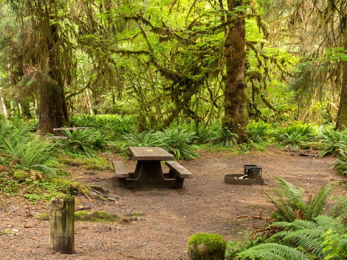 Hoh Campground in Olympic National Park