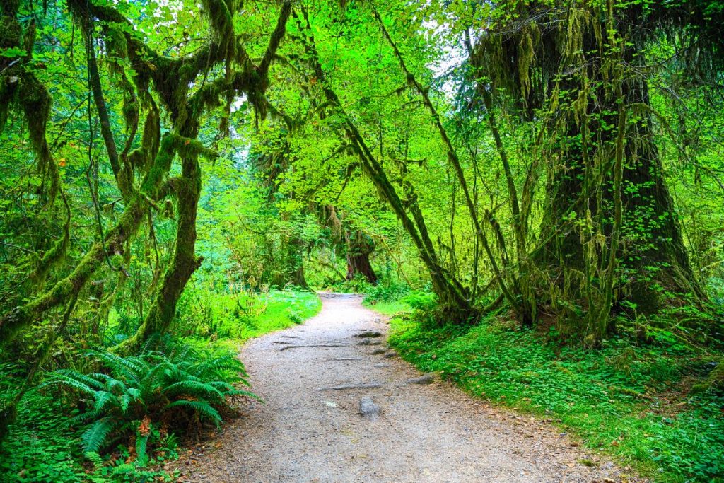 Bright green trees in Hoh Rainforest in Olympic National Park