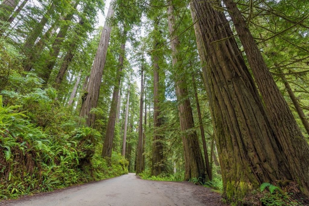 Howland Hill Road in Redwood National Park