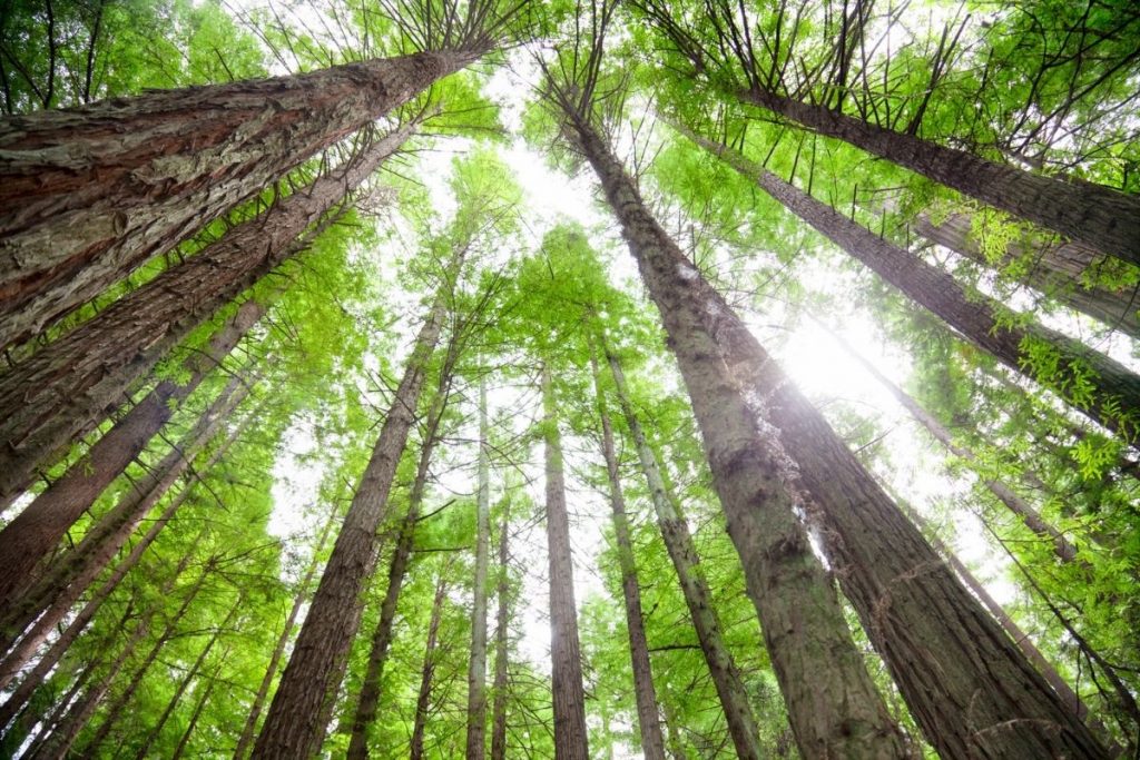 Redwoods in Humboldt Redwoods State Park