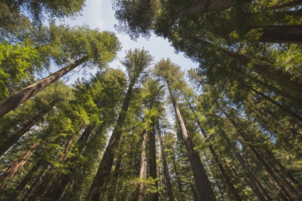 Avenue of the Giant in Humboldt Redwoods State Park