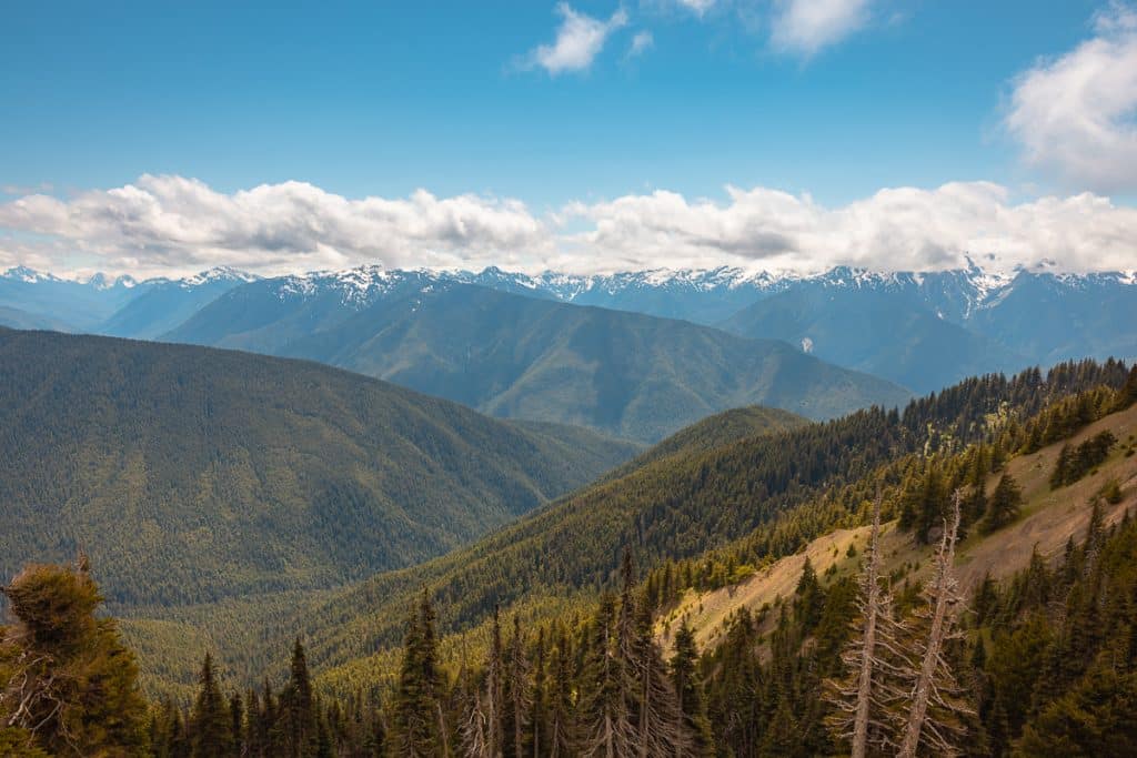 Hurricane Hill Trail in Hurricane Ridge in Olympic National Park