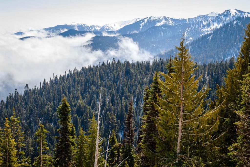 Clouds and trees in Hurricane Ridge in Olympic National Park