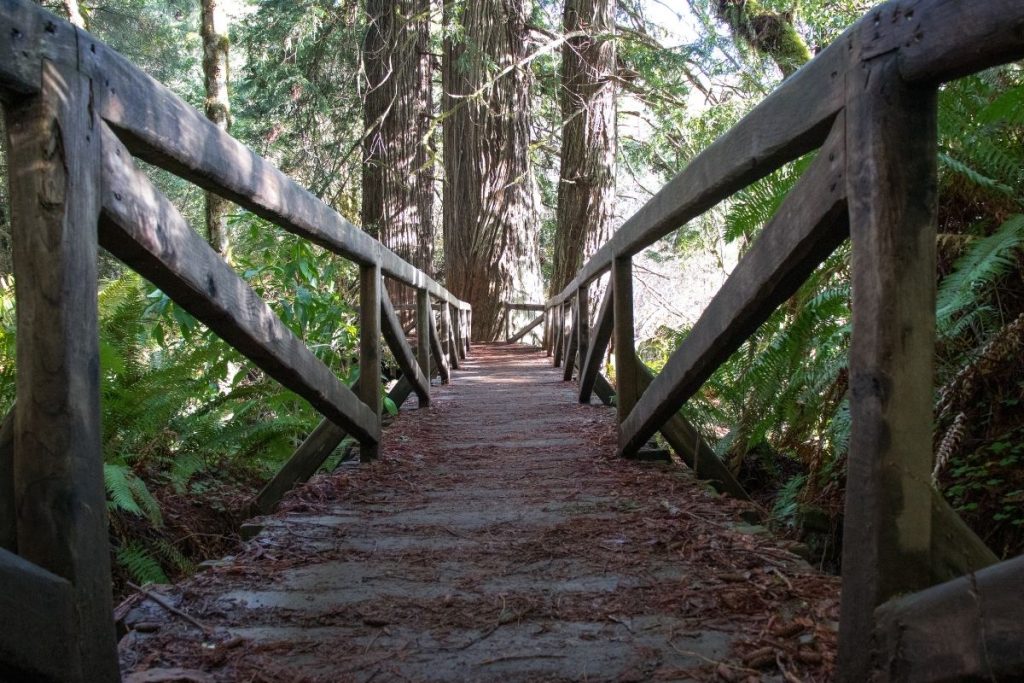 James Irvine Trail in Redwood National Park