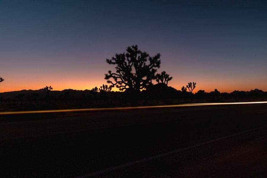 A joshua tree is silhouetted against the sunset