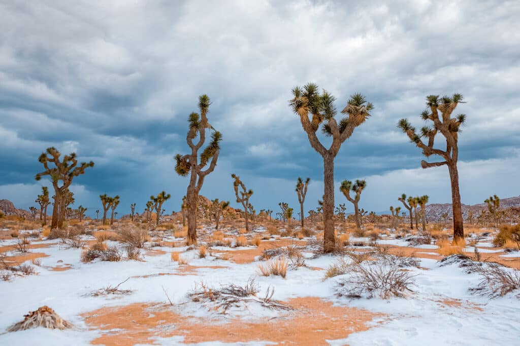 Joshua Tree National Park lightly covered in snow in the winter