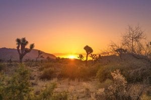 Sunrise in Joshua Tree National Park